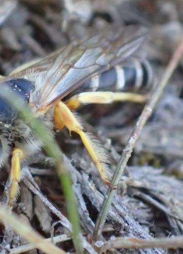 Réf. 245 492 : Halictus sexcinctus